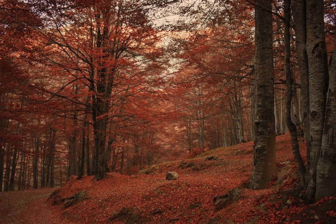 Amazon Kosovo Does Amazon Ship To Kosovo? Yes, Here's How